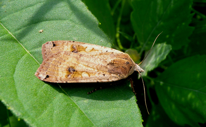 Noctuidae da controllare - Noctua pronuba